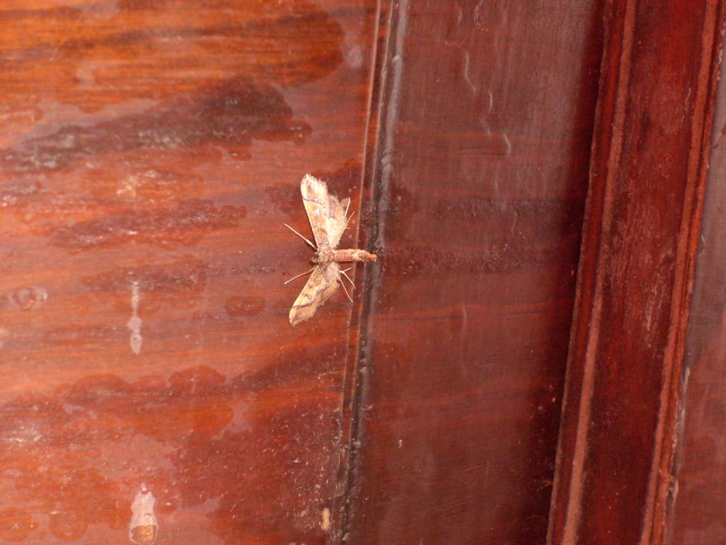 Farfallina da id. (Pyralidae?) No, Crambidae: Hydriris ornatalis